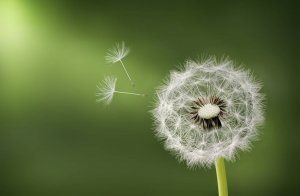 Gen rất quan trọng được ph&aacute;t hiện để sản xuất hạt giống v&ocirc; t&iacute;nh ở c&acirc;y trồng