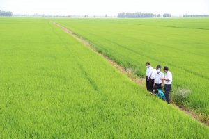 Gi&aacute; l&uacute;a gạo h&ocirc;m 31/1: Duy tr&igrave; đ&agrave; đi ngang trước Tết Nh&acirc;m Dần