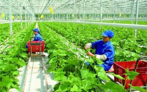 L&agrave;m g&igrave; để n&ocirc;ng nghiệp Việt Nam kh&ocirc;ng c&ograve;n &ldquo;3 m&ugrave;&rdquo;?