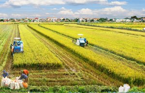 Sản xuất n&ocirc;ng nghiệp đầu năm khởi sắc