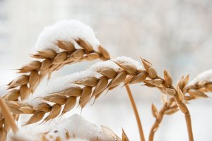 Lợi &iacute;ch quan trọng của băng tuyết đối với l&uacute;a m&igrave; m&ugrave;a đ&ocirc;ng đang giảm dần