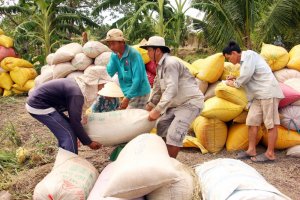 Gi&aacute; l&uacute;a gạo h&ocirc;m 3/6: Gi&aacute; gạo tăng nhẹ 50 đồng/kg