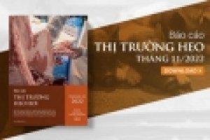 Thị trường heo hơi th&aacute;ng 11/2022: Gi&aacute; heo Việt Nam, Trung Quốc đi ngược chiều thế giới