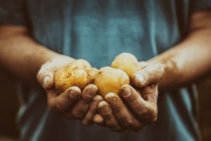 H&agrave;nh tr&igrave;nh t&igrave;m kiếm giống si&ecirc;u khoai t&acirc;y