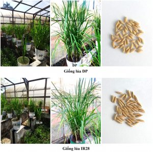 X&aacute;c định gen tiềm năng chống chịu mặn tr&ecirc;n c&acirc;y l&uacute;a bằng c&ocirc;ng nghệ giải tr&igrave;nh tự gen thế hệ mới