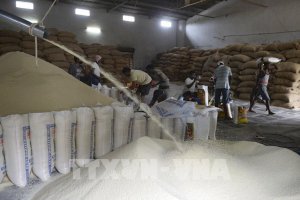 Giá gạo Ấn Độ tăng cao do tác động thuế