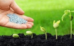 Xuất khẩu phân bón 3 tháng đầu năm 2024 tăng cả lượng và kim ngạch