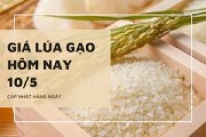Gi&aacute; l&uacute;a gạo đồng loạt chững lại ng&agrave;y 10/5