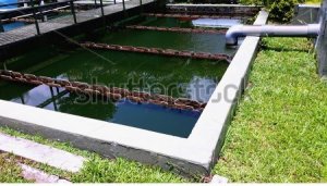 B&ugrave;n thải c&oacute; thể sản xuất ph&acirc;n b&oacute;n bền vững