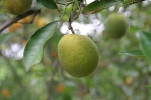 Hệ thống h&igrave;nh ảnh c&oacute; thể ph&aacute;t hiện bệnh v&agrave;ng l&aacute; g&acirc;n xanh trước khi xuất hiện triệu chứng
