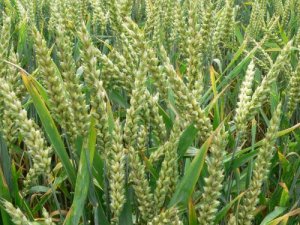 FAO: Giá lương thực, thực phẩm tiếp tục tăng trong tháng 10/2016