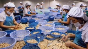 Qu&yacute; 1, Việt Nam xuất khẩu điều đạt 739 triệu USD