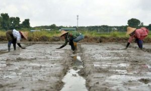 Ph&aacute;t thải kh&iacute; nh&agrave; k&iacute;nh từ c&aacute;c c&aacute;nh đồng l&uacute;a c&oacute; thể cao gấp 2 lần ước t&iacute;nh trước đ&acirc;y