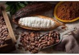 Ph&acirc;n lập v&agrave; tuyển chọn c&aacute;c chủng vi khuẩn ax&iacute;t lactic v&agrave; vi khuẩn ax&iacute;t acetic tham gia v&agrave;o qu&aacute; tr&igrave;nh l&ecirc;n men hạt ca cao
