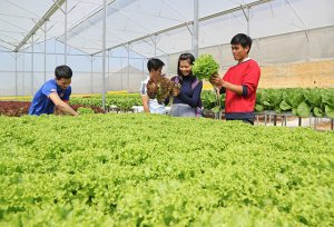 Sản xuất rau an to&agrave;n c&ocirc;ng nghệ cao theo chuỗi