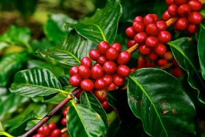 Khuyến kh&iacute;ch ti&ecirc;u thụ c&agrave; ph&ecirc; nội địa