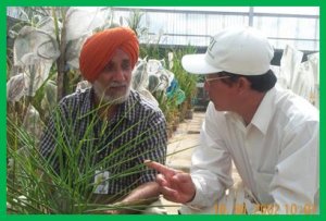 Dr. Darshan Brar, nh&agrave; chọn giống của IRRI, đ&atilde; qua đời v&igrave; bệnh tim ở tuổi 76