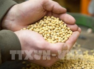 Thị trường n&ocirc;ng sản tuần qua: Gi&aacute; gạo của c&aacute;c nước ch&acirc;u &Aacute; ở mức cao