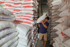 Việt Nam ngưng chạy theo số lượng để tập trung n&acirc;ng cao chất lượng l&uacute;a gạo