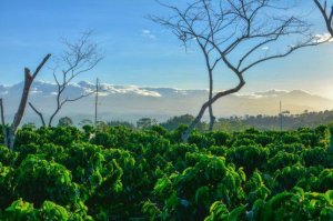 FAO c&ocirc;ng bố B&aacute;o c&aacute;o Triển vọng ng&agrave;nh n&ocirc;ng nghiệp thế giới đến năm 2030