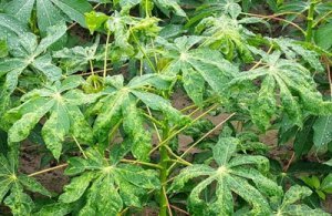Diễn biến mật độ quần thể bọ phấn trắng Bemisia tabaci (Hemiptera: Aleyrodidae) tr&ecirc;n c&acirc;y sắn v&agrave; hiệu lực của một số loại thuốc bảo vệ thực vật Population Dynamic of Whitefly Bemisia tabaci (Hemiptera: Aleyrodidae) on Cassava and Efficacy of Some Pesticide