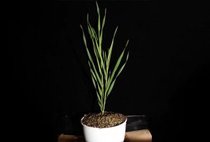 Nghi&ecirc;n cứu về gien điều chỉnh c&aacute;c phản ứng miễn dịch t&iacute;ch cực v&agrave; ti&ecirc;u cực ở thực vật