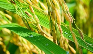 Gi&aacute; l&uacute;a gạo h&ocirc;m nay 31/5: Đi ngang ở tất cả c&aacute;c mặt h&agrave;ng
