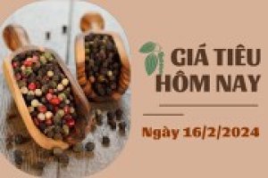 Gi&aacute; ti&ecirc;u h&ocirc;m nay 16/2: Tiếp tục tăng tại một số tỉnh trọng điểm