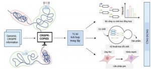 CRISPR- COPIES: C&ocirc;ng cụ mới tăng tốc v&agrave; tối ưu h&oacute;a chỉnh sửa bộ gen