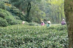 Biến đổi kh&iacute; hậu đang ảnh hưởng đến sự ph&aacute;t triển v&agrave; thu hoạch ch&egrave;