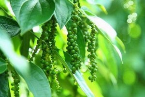 Gi&aacute; ti&ecirc;u h&ocirc;m nay 31/12: Tin vui trước ng&agrave;y Giao thừa
