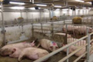 USDA: Sản lượng heo to&agrave;n cầu năm 2021 c&oacute; thể tăng 4%