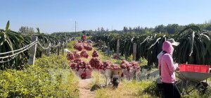 Bắt nhịp xu hướng xanh trong n&ocirc;ng nghiệp