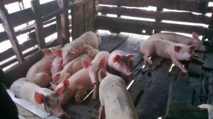 Thức ăn chăn nu&ocirc;i tăng lần thứ 4, tổng mức tăng 40.000 đồng/bao
