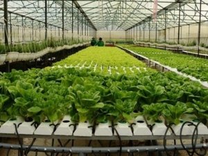 CO2 tăng g&acirc;y ra t&igrave;nh trạng thiếu kho&aacute;ng chất trong thực vật