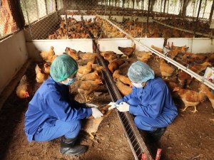 N&acirc;ng cấp v&ugrave;ng chăn nu&ocirc;i an to&agrave;n dịch bệnh