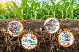 Hiểu biết mới về một loại enzyme thực vật phổ biến c&oacute; thể gi&uacute;p quản l&yacute; c&acirc;y trồng tốt hơn