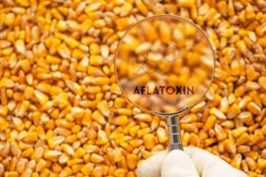 C&aacute;c nh&agrave; nghi&ecirc;n cứu t&igrave;m c&aacute;ch kiểm so&aacute;t aflatoxin trong ng&ocirc;