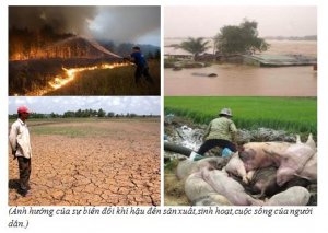 Chuyển đổi cơ cấu c&acirc;y trồng th&iacute;ch ứng với biến đổi kh&iacute; hậu