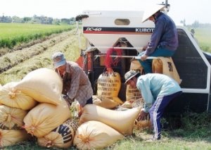 Gi&aacute; l&uacute;a gạo h&ocirc;m nay 14/1: Nhu cầu gạo nội địa tăng đẩy gi&aacute; l&uacute;a l&ecirc;n cao