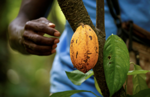 Điều g&igrave; khiến gi&aacute; ca cao tăng b&ugrave;ng nổ?