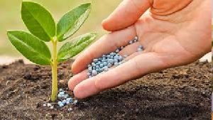 D&ugrave;ng ph&acirc;n l&acirc;n qu&aacute; mức sẽ g&acirc;y hại đến c&aacute;c vi sinh vật cần cho c&acirc;y