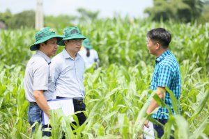 Nỗ lực kiểm so&aacute;t FAW từ giống mới