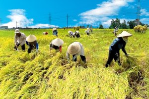 Quy định hoạt động đặc th&ugrave; của hợp t&aacute;c x&atilde; n&ocirc;ng nghiệp