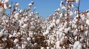 USDA: Dự b&aacute;o cung cầu b&ocirc;ng thế giới ni&ecirc;n vụ 2019/20