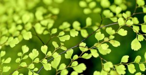 C&aacute;c th&iacute; nghiệm l&agrave;m s&aacute;ng tỏ th&agrave;nh phần ch&iacute;nh của hệ thống miễn dịch thực vật