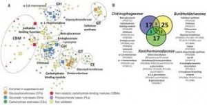 Vi khuẩn nội sinh bảo vệ c&acirc;y khỏi c&aacute;c t&aacute;c nh&acirc;n l&acirc;y nhiễm