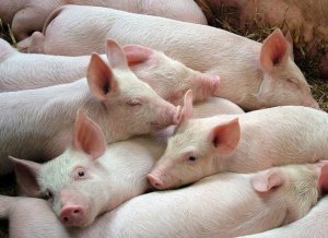 Gi&aacute; lợn hơi ng&agrave;y 6/12/2019 tăng tại miền Bắc