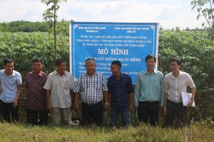 M&ocirc; h&igrave;nh quản l&yacute; tổng hợp ph&ograve;ng trừ bệnh khảm l&aacute; sắn tại Xuận Lộc, Đồng Nai 