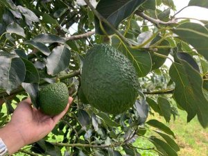 Trăn trở tr&aacute;i c&acirc;y Việt Nam 